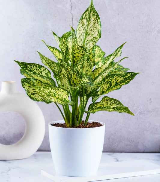 Aglaonema Snow white Plant