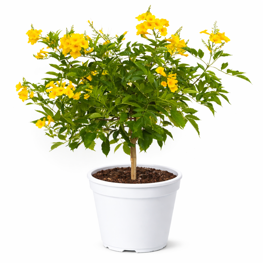 Tecoma Plant