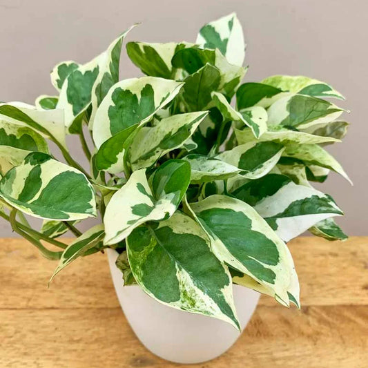 Variegated Money Plant