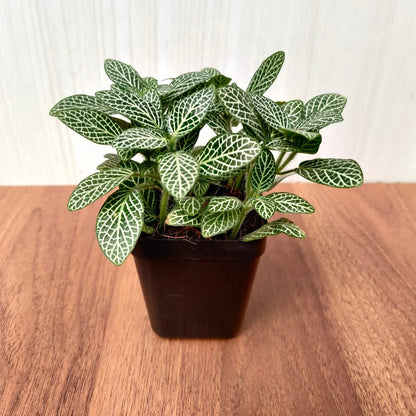 Fittonia (Nerve) Plant