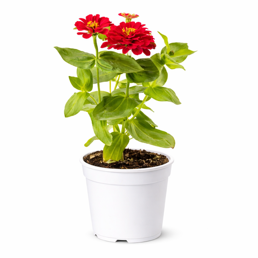 Zinnia Plant