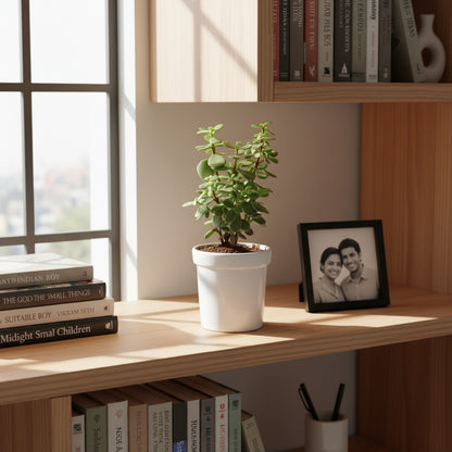 Jade Plant