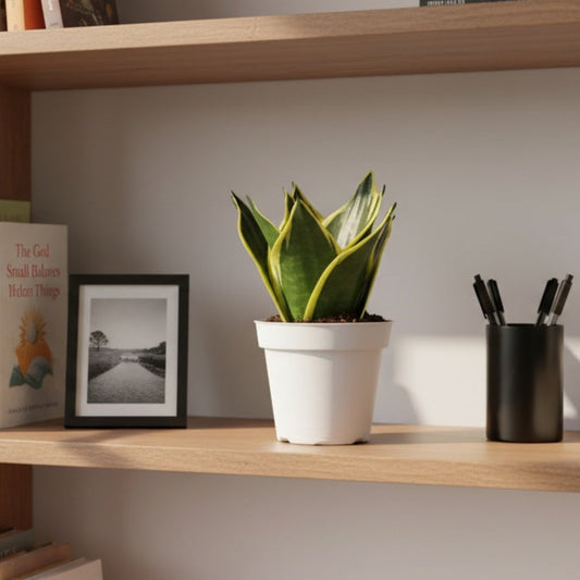 Snake Sansevieria Laurentii Plant