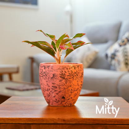 Aglanoma Red in Leafy Tales Planter