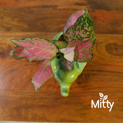 Aglanoma Pink in Joyful Elephant Planter