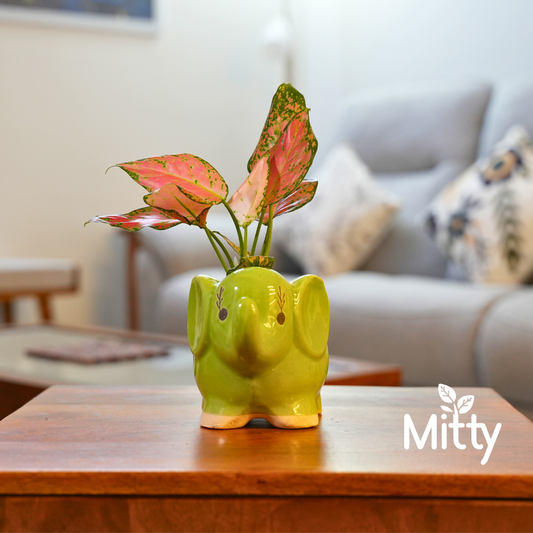 Aglanoma Pink in Joyful Elephant Planter