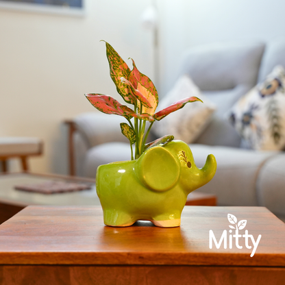 Aglanoma Pink in Joyful Elephant Planter