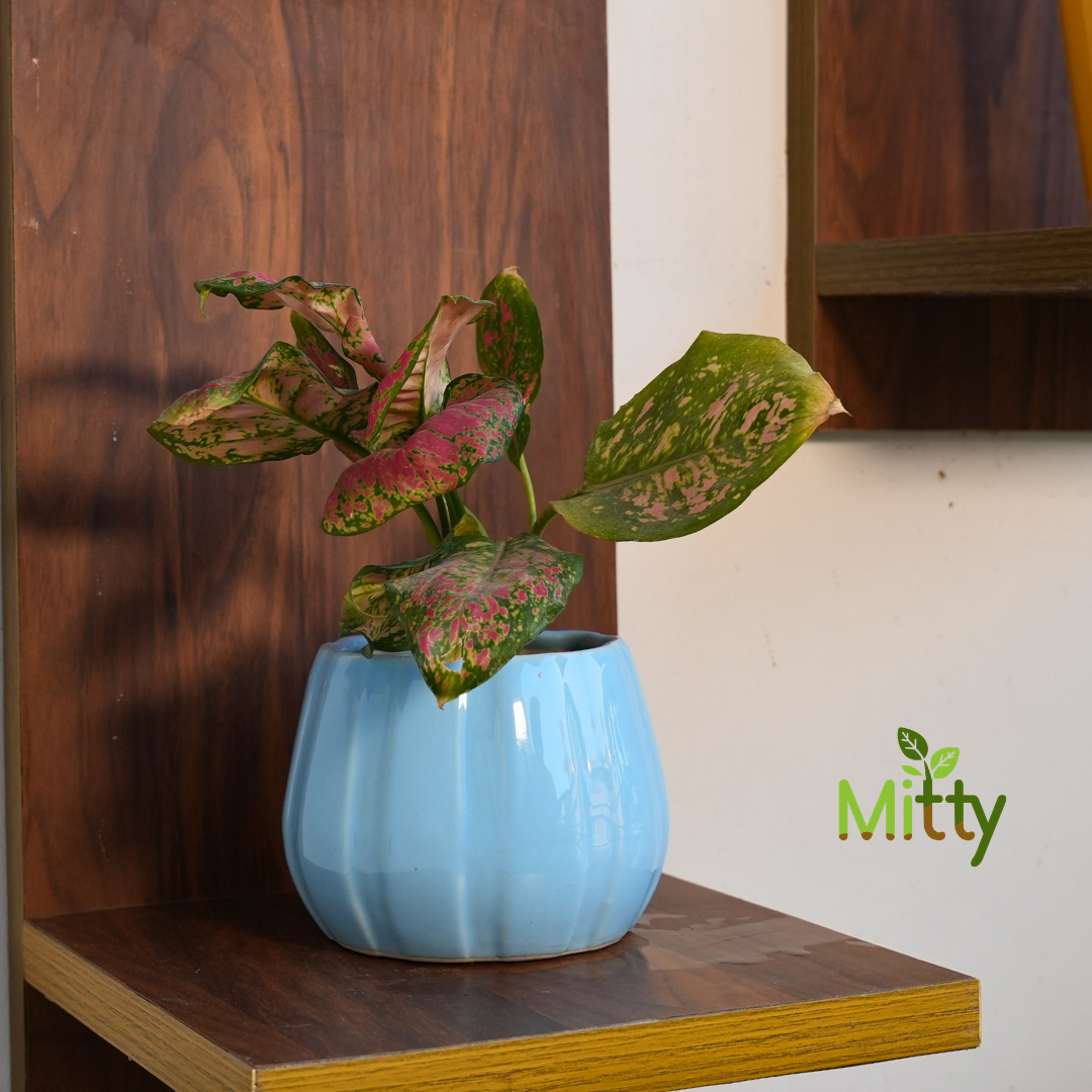 Aglanoma Pink in Phoenix Planter