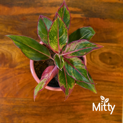 Aglanoma Red in Leafy Tales Planter
