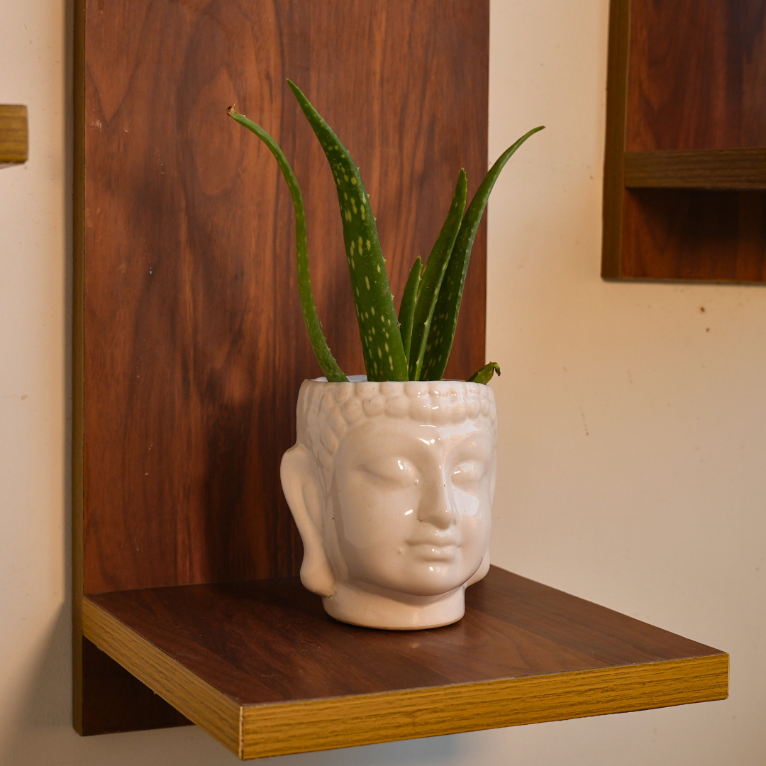 Aloe Vera in Tranquil Buddha Planter