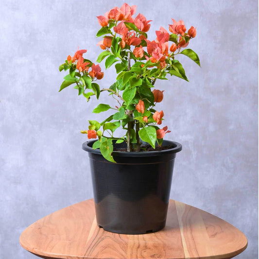 Bougainvillea (Orange) Plant