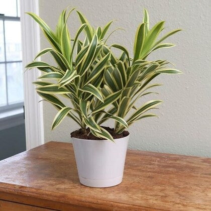 Dracaena reflexa (Song of India) Plant