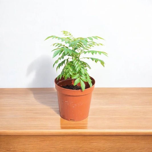 Curry Leaves Plant