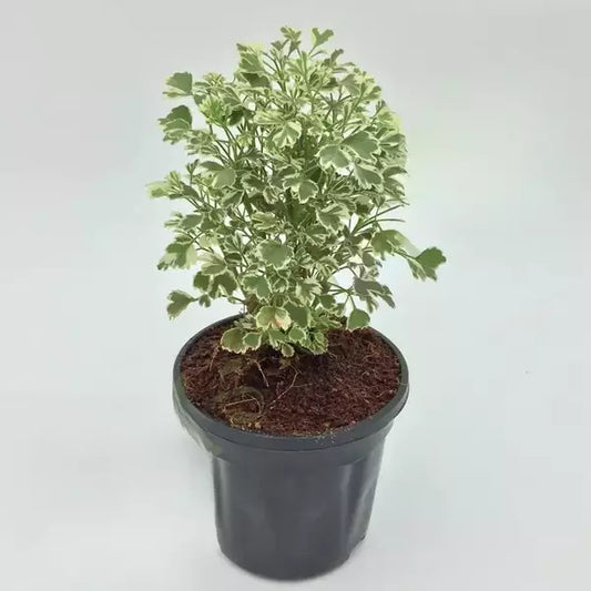 Aralia Plant