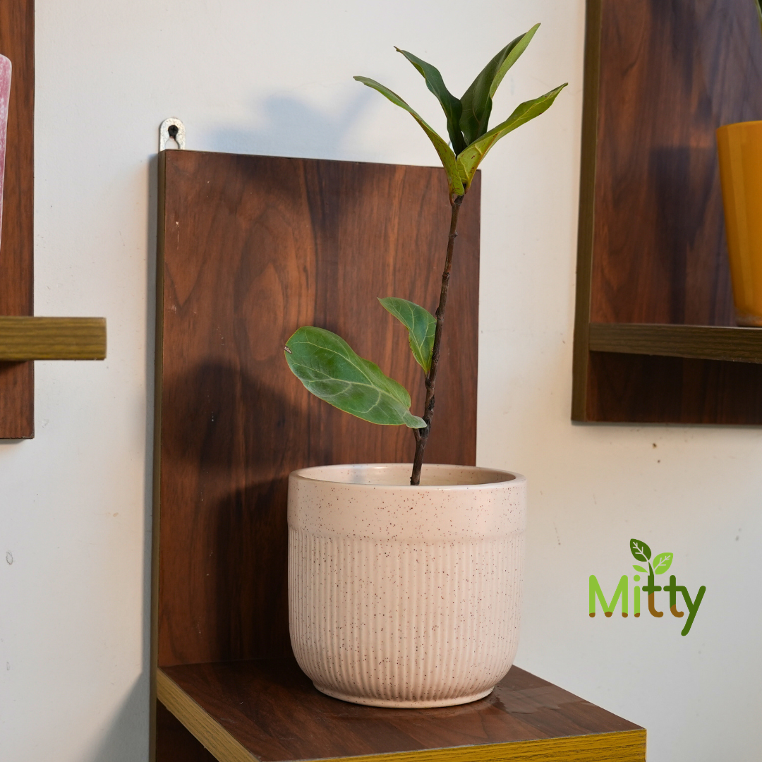 Fiddle Fig in Zen Ribbed Planter
