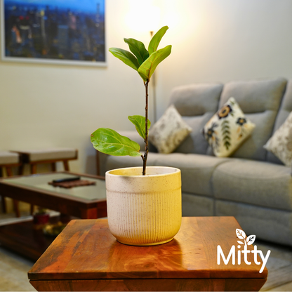 Fiddle Fig in Zen Ribbed Planter
