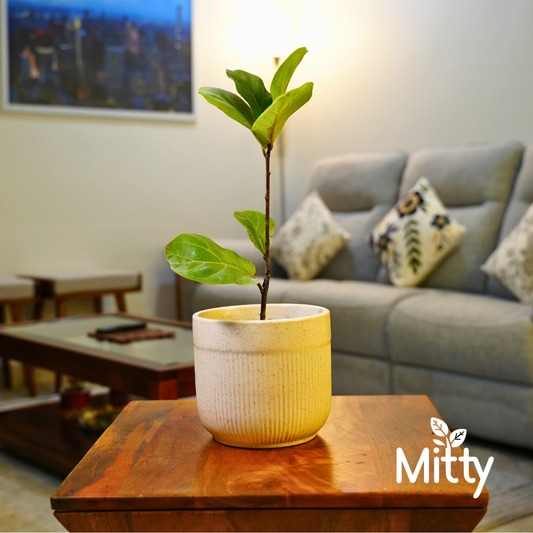 Fiddle Fig in Zen Ribbed Planter