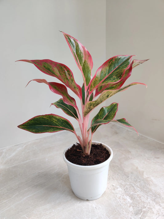 Aglaonema Red Plant