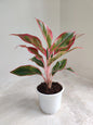 Aglaonema Red Plant