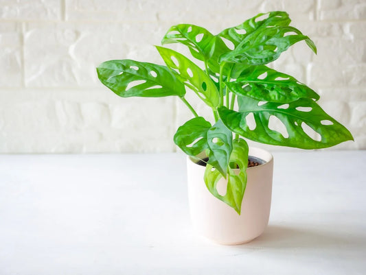 Monstera Adansonii Plant