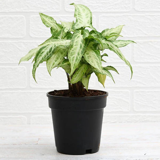 Syngonium podophyllum Plant