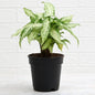 Syngonium podophyllum Plant