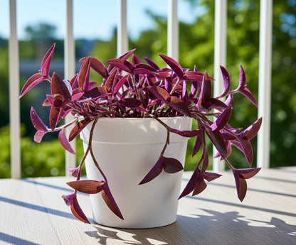 Purple Heart Plant