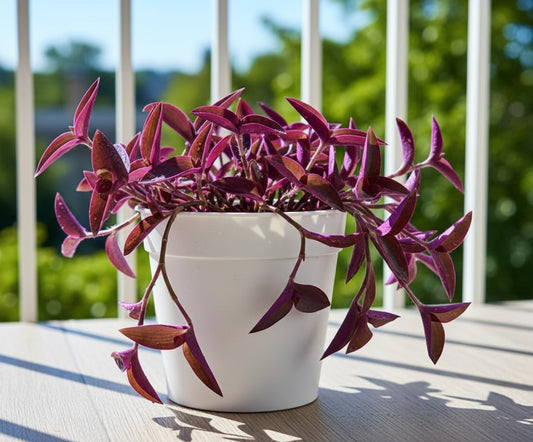 Purple Heart Plant