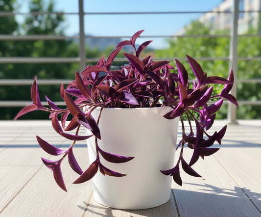 Purple Heart Plant