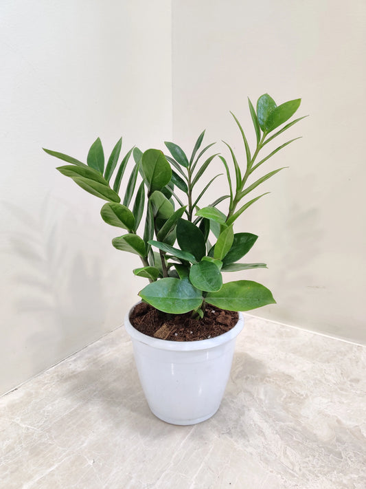 ZZ Plant
