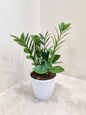 ZZ Plant