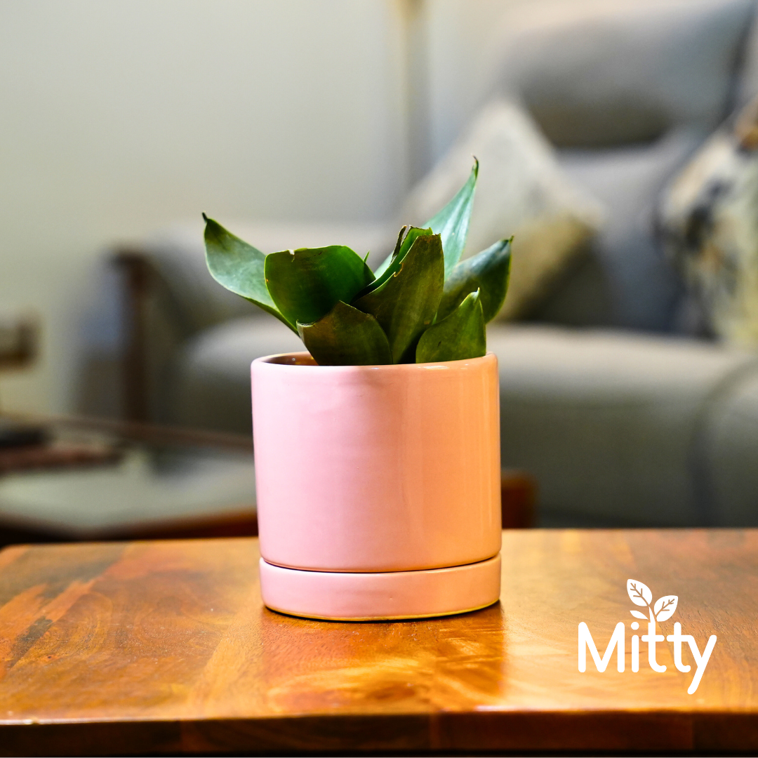 Snake Plant in Blush Desk Planter