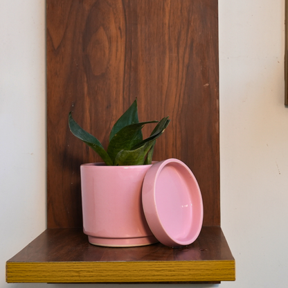 Snake Plant in Blush Desk Planter